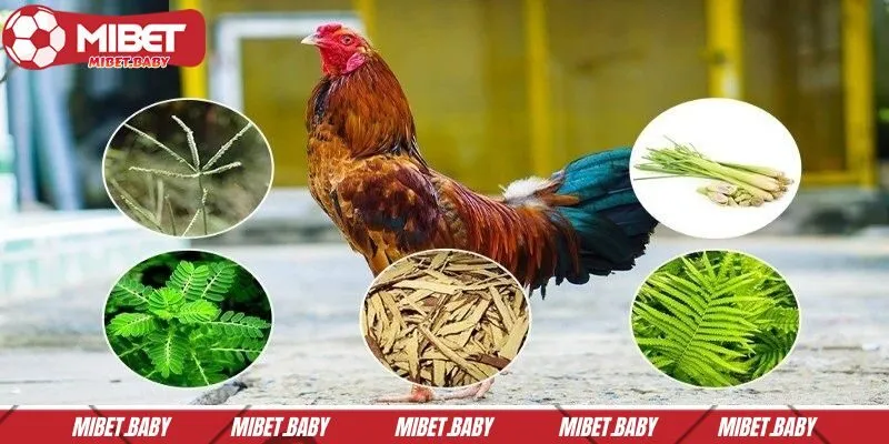 Chú ý đến chế độ dinh dưỡng cho chiến kê
